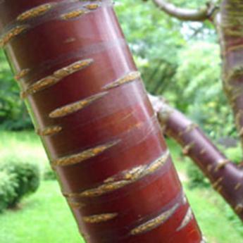 Prunus Serrula