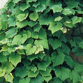 Vitis Coignetiae