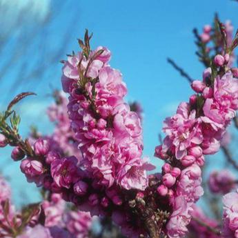 Prunus Persica Pink Peachy