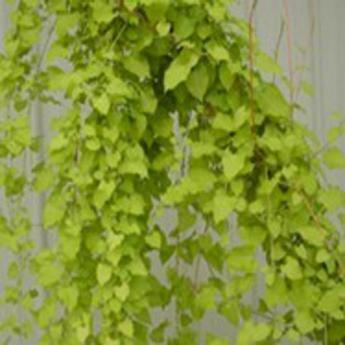 Polygonum Aubertii Polygonum Aubertii