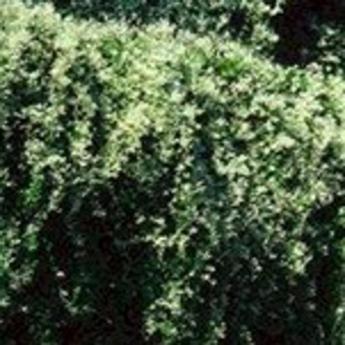 Polygonum Aubertii