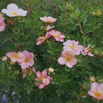 Potentilla Fruticosa Lovely Pink