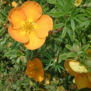 Potentilla Fruticosa Tangerine