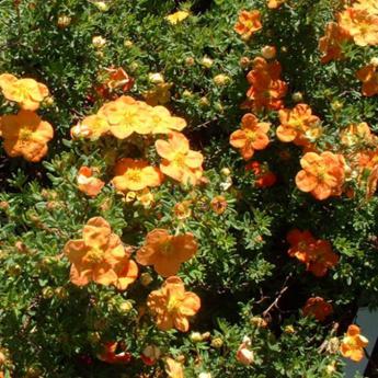 Potentilla Fruticosa Red Joker