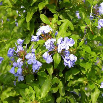 Plunbago Auriculata = Capensis