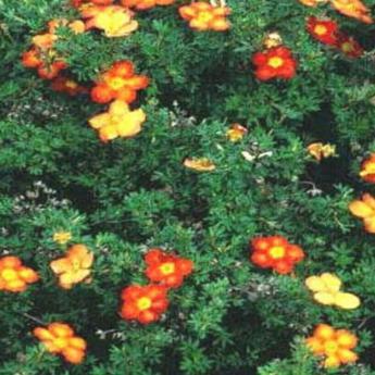 Potentilla Fruticosa Red Ace