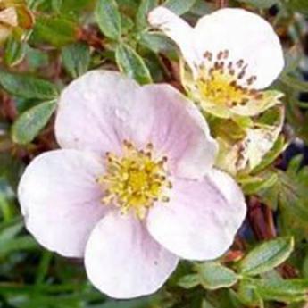 Potentilla Fruticosa Princesse Rose