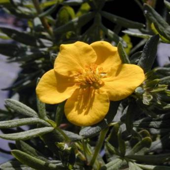 Potentilla Fruticosa Jackman