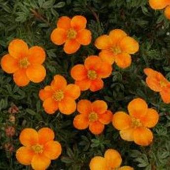Potentilla Fruticosa Hopley's Orange