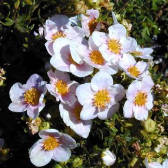 Potentilla Fruticosa Pretty Poly
