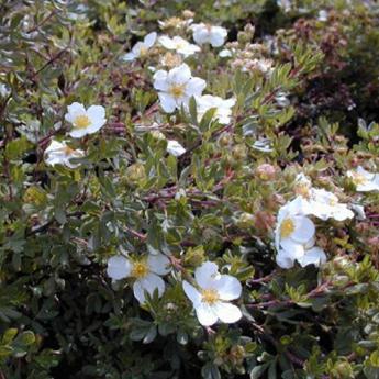 Potentilla Fruticosa Abbostwood
