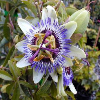 Passiflora Caerulea