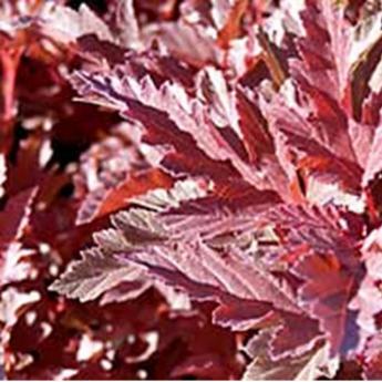 Physocarpus Opulifolius Summer Wine