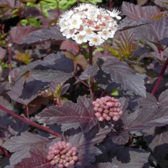 Physocarpus Opulifolius Diabolo