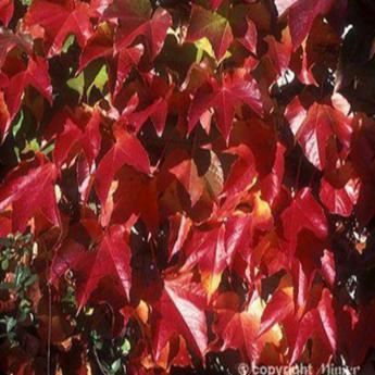 Parthenocissus Tricuspidata Robusta