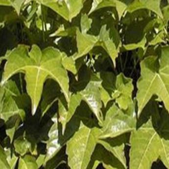 Parthenocissus Tricuspidata Robusta