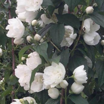 Philadelphus Virginal