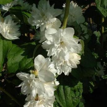 Philadelphus Minessota Snowflake