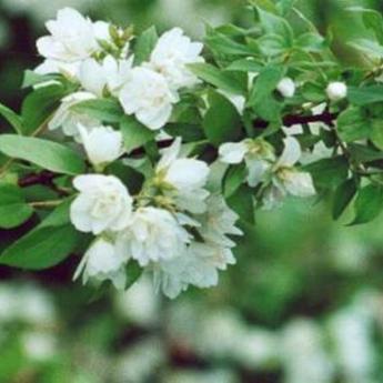 Philadelphus Manteau d'Hermine