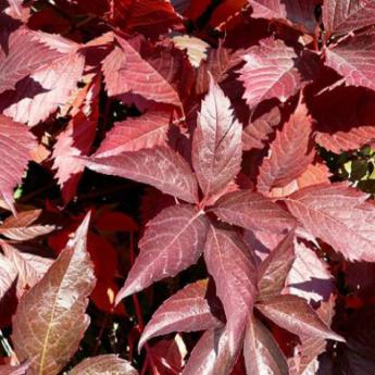 Parthenocissus Quinquefolia