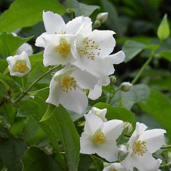 Philadelphus Coronarius