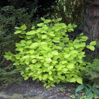 Philadelphus Coronarius Aureus