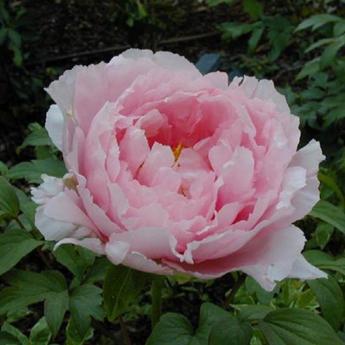 Paeonia Suffruticosa