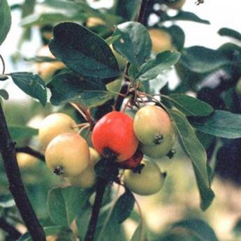 Malus Van Eseltine