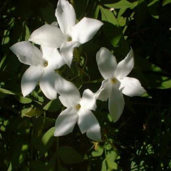 Jasminum Officinale