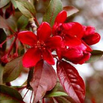 Malus Royalty