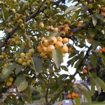 Malus Golden Hornet