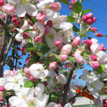 Malus Perpetu Everest