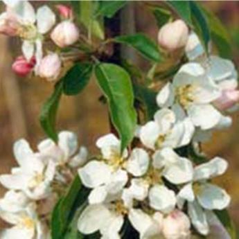 Malus John Dowie Malus John Dowie