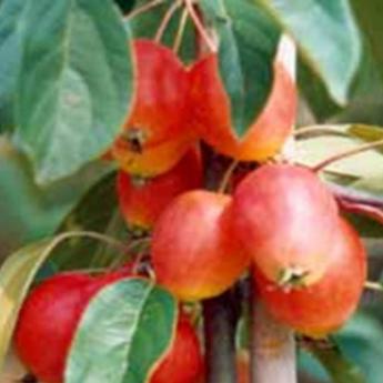 Malus John Dowie
