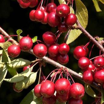 Malus Diable Rouge Malus Diable Rouge
