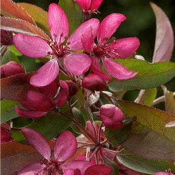 Malus Diable Rouge