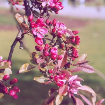 Malus Coccinella Courtarou