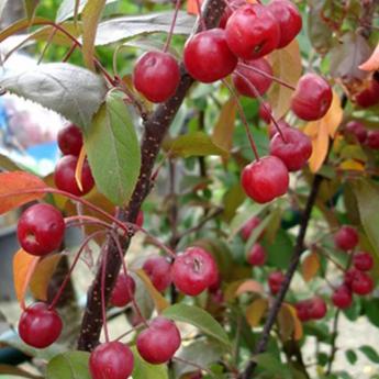 Malus Coccinella Courtarou