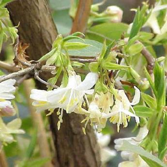 Lonicera Fragantissima