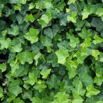 Hedera Helix Hibernica