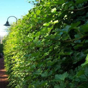 Hedera Helix Hibernica