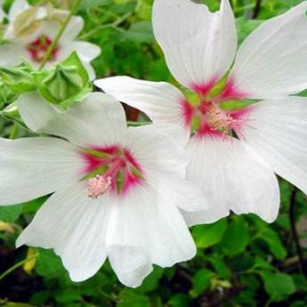 Lavatera Barnsley