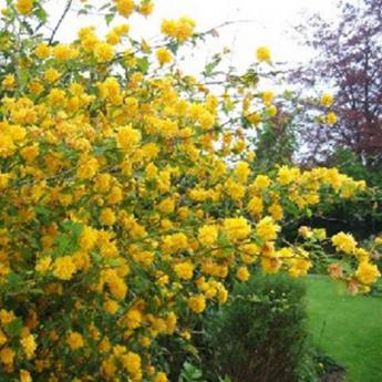 Kerria Japonica Pleniflora