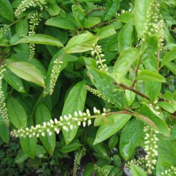 Itea Virginal Henry's Garnet