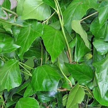 Hedera Helix Colchica