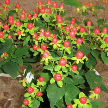 Hypericum Inodrum Magical Giant