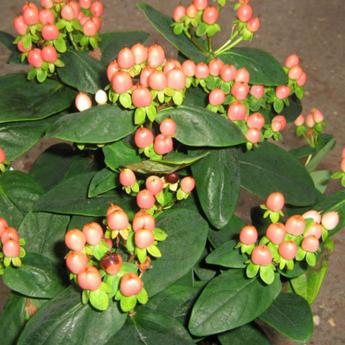 Hypericum Inodrum Magical Beauty