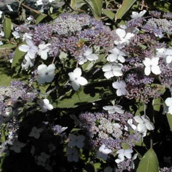 Hydrangea Villosa