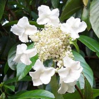 Hydrangea Seemanii