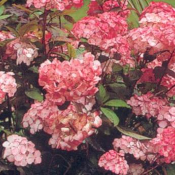 Hydrangea Serrata Preziosa